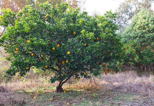 胡柚树 柑橘树
