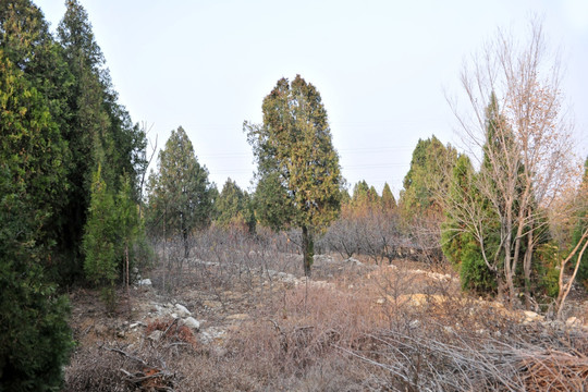 山上松树