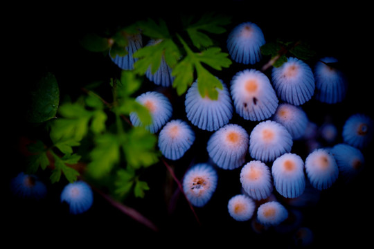 蘑菇 菌类 植物 野外 野菌