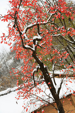 雪中柿子