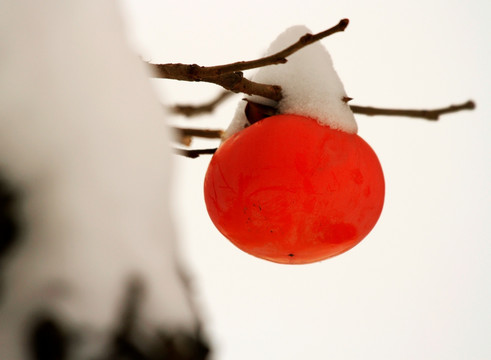 雪中柿子