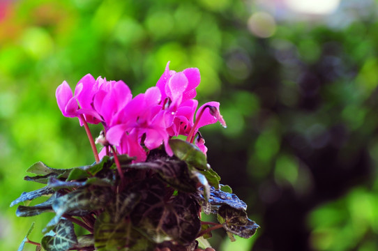 仙客来 盆栽鲜花