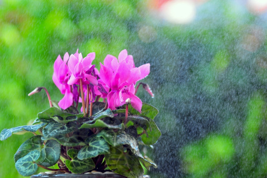 仙客来 盆栽鲜花 植物 花束