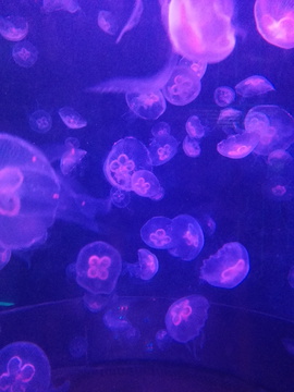 水母 浮游生物