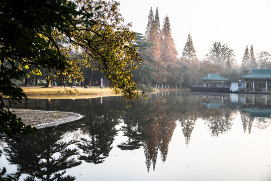 河塘树林