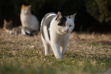 千佛山的猫