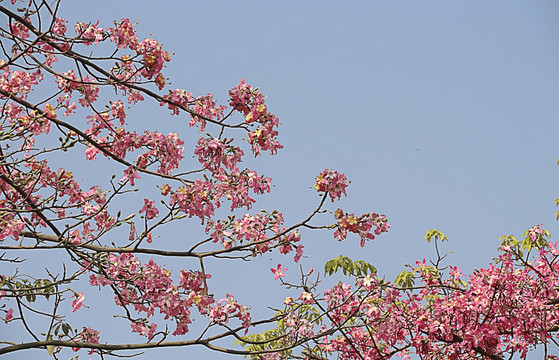 木棉 花背景