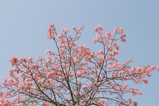 花 美人树