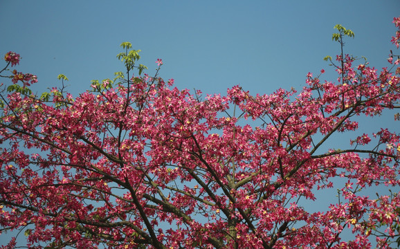 美人树 花背景 鲜花