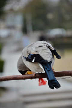 蜡嘴雀