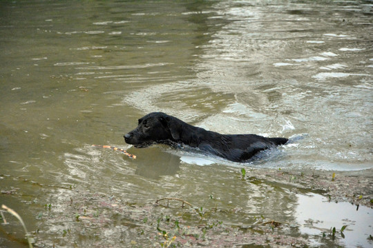水中的狗狗