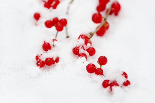 雪中忍冬