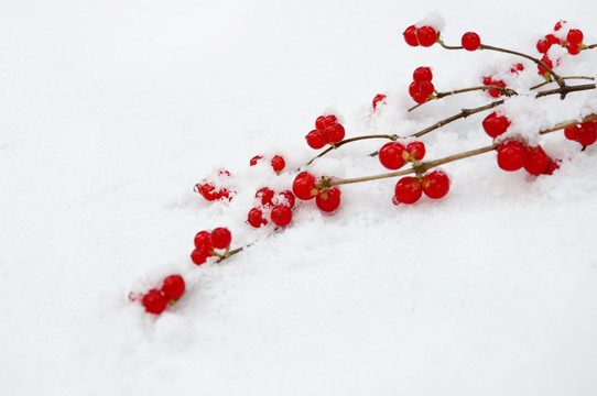 雪中红