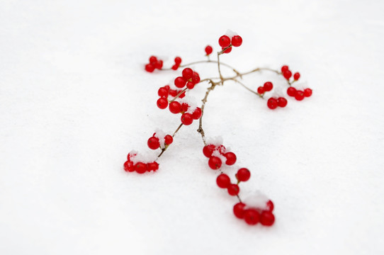 雪中忍冬艷