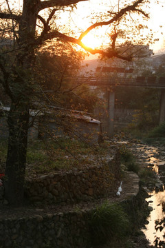 夕阳的古树