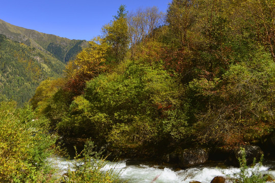 秋寒叶黄 山溪山林风光