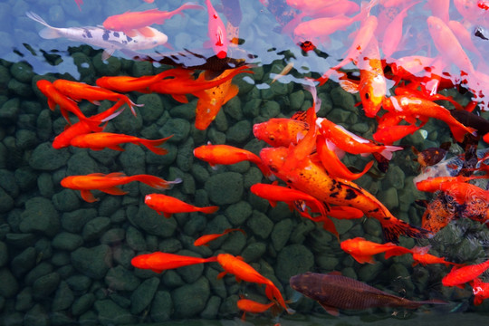 觀賞魚 錦鯉