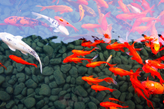 觀賞魚 錦鯉