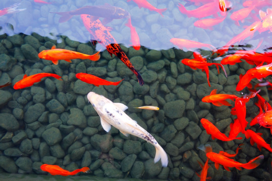 觀賞魚 錦鯉