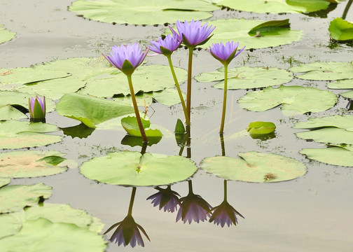 水生植物