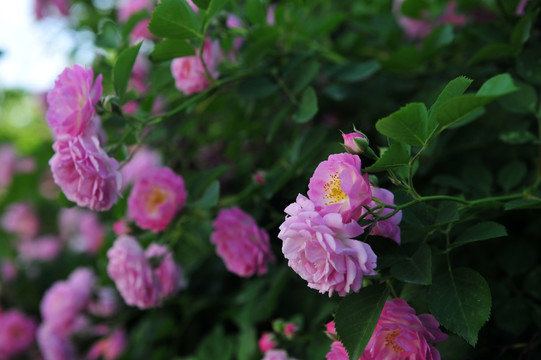 花卉  鲜花