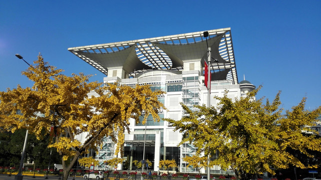 金燦燦的銀杏樹