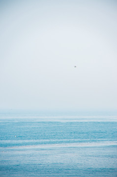 海面飞鸟