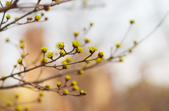 嫩芽