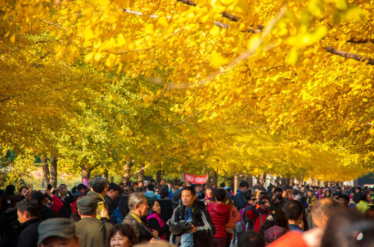 辽宁大学 银杏节