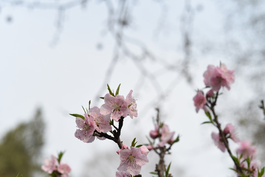 凌寒梅花