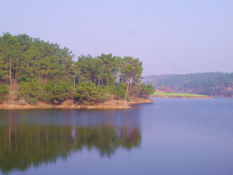 湖边松树林