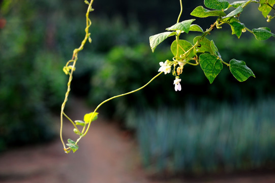 豆角花