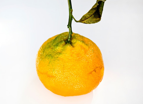 一个丑橘
