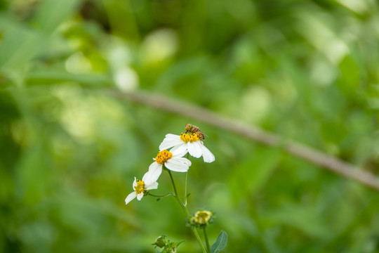 花朵与蜜蜂