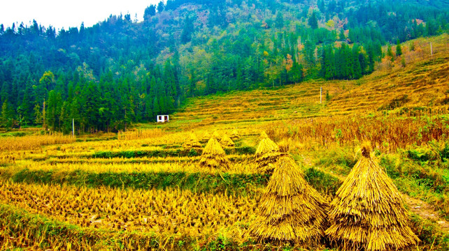 稻草 山地