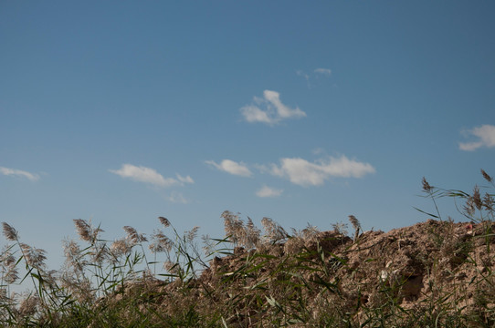 田野