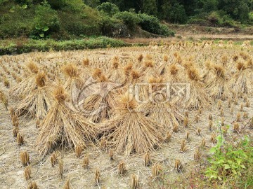 稻草堆