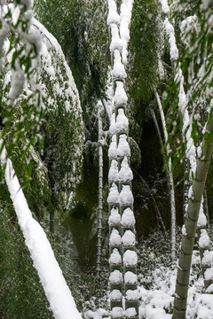 雪后竹林