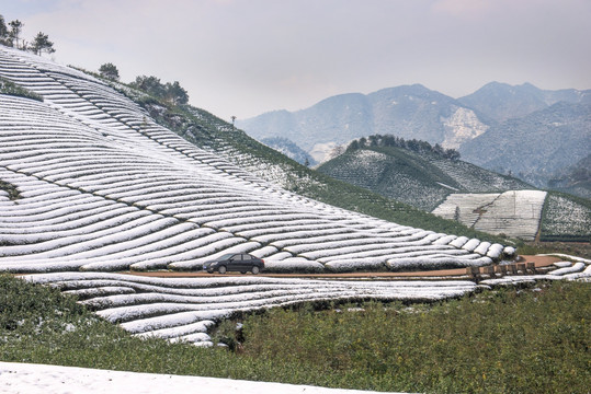 茶园雪后