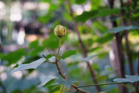 木棉花