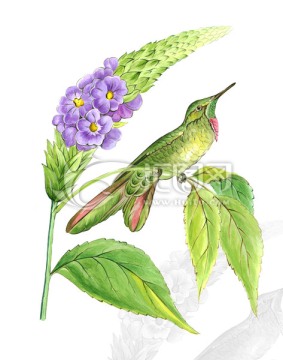 歐式花鳥裝飾畫