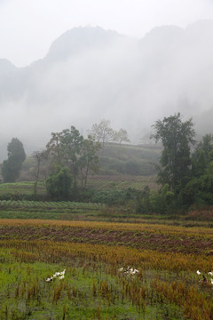 山间晨雾