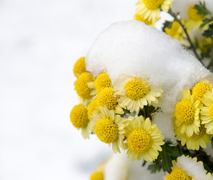 雪中菊花