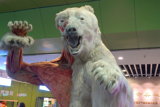 成都生命奥秘博物馆 北极熊标本