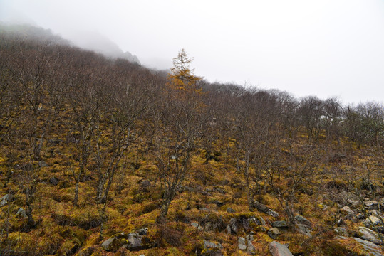 黄龙风景