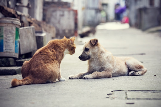 对视的猫和狗