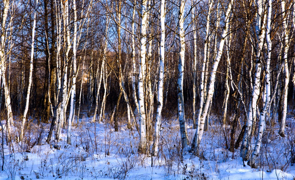 冬天白桦林