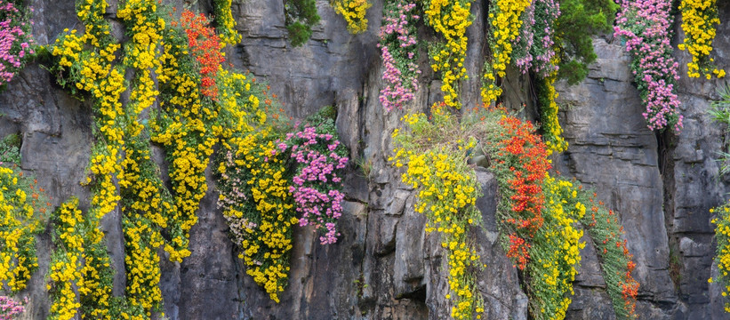 菊花背景墙