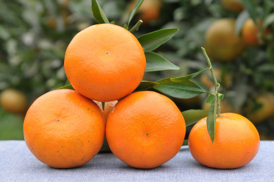 杂交柑橘