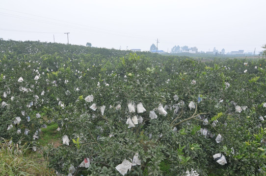 不知火种植基地